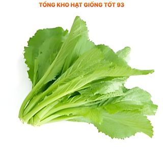 Hạt giống rau Cải bẹ vàng gói 20gram - hàng công ty Loại 1
