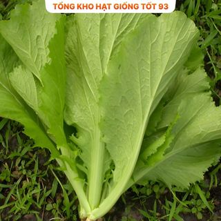 Hạt giống rau Cải bẹ vàng gói 20gram - hàng công ty Loại 1