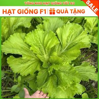 Hạt giống cải bẹ vàng cao sản - Hàng Công Ty Loại 1