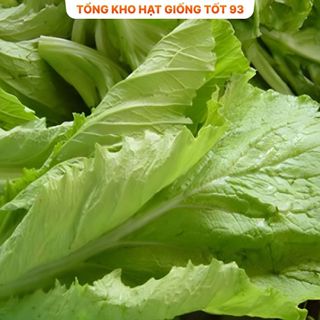 Hạt giống rau Cải bẹ vàng gói 20gram - hàng công ty Loại 1