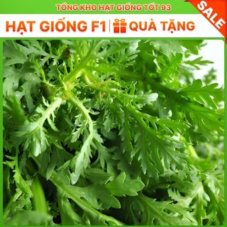 Hạt giống Cải Cúc Tẻ - hàng công ty Loại 1