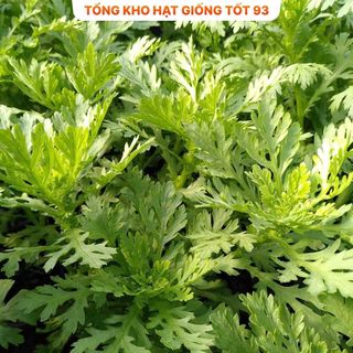 Hạt giống Cải Cúc Tẻ - hàng công ty Loại 1