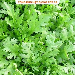 Hạt giống Cải Cúc Tẻ - hàng công ty Loại 1