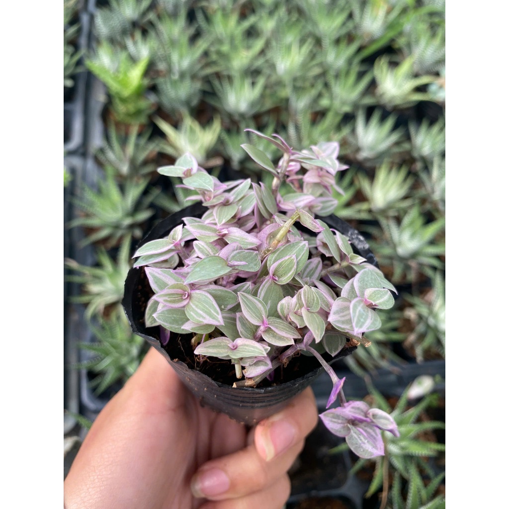 Sen đá pink lady size bầu 5-7cm LINHDAN GARDEN. Lỗi 1 đổi 1!
