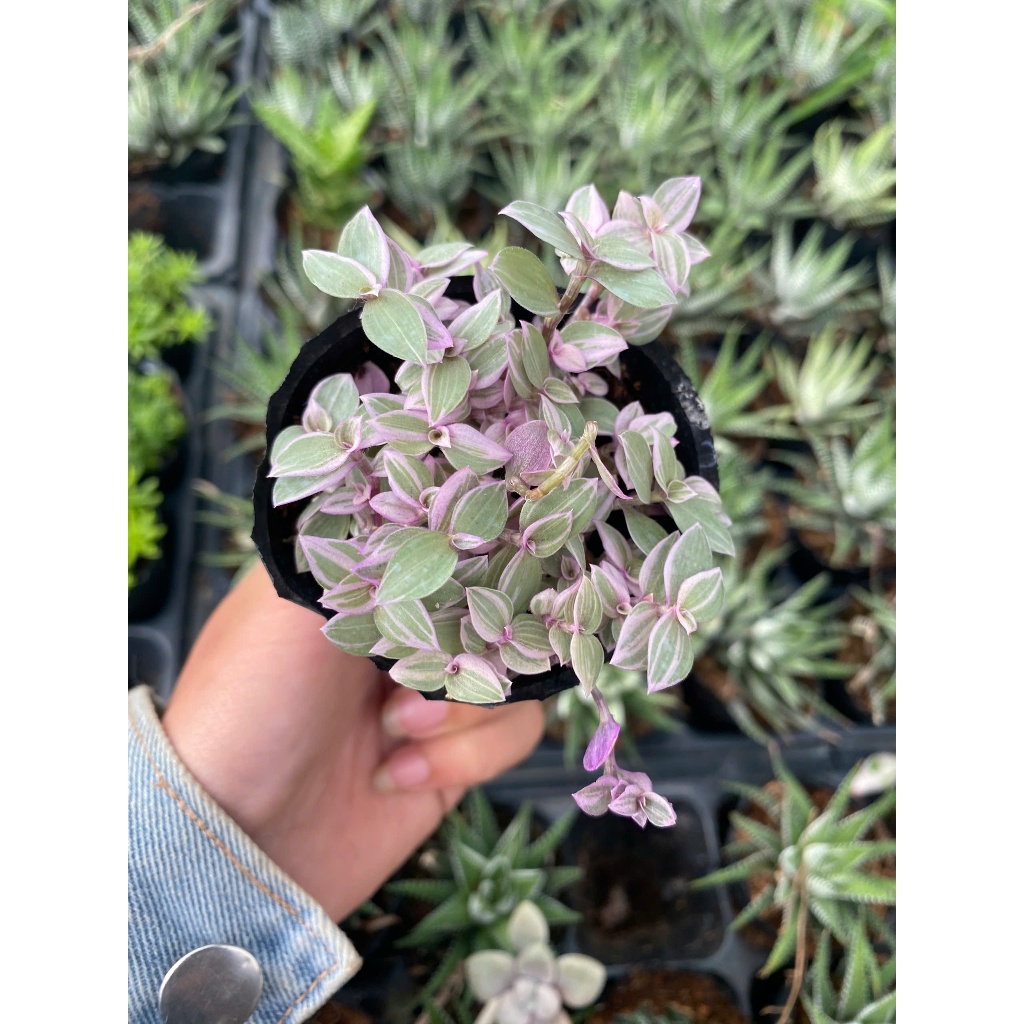 Sen đá pink lady size bầu 5-7cm LINHDAN GARDEN. Lỗi 1 đổi 1!