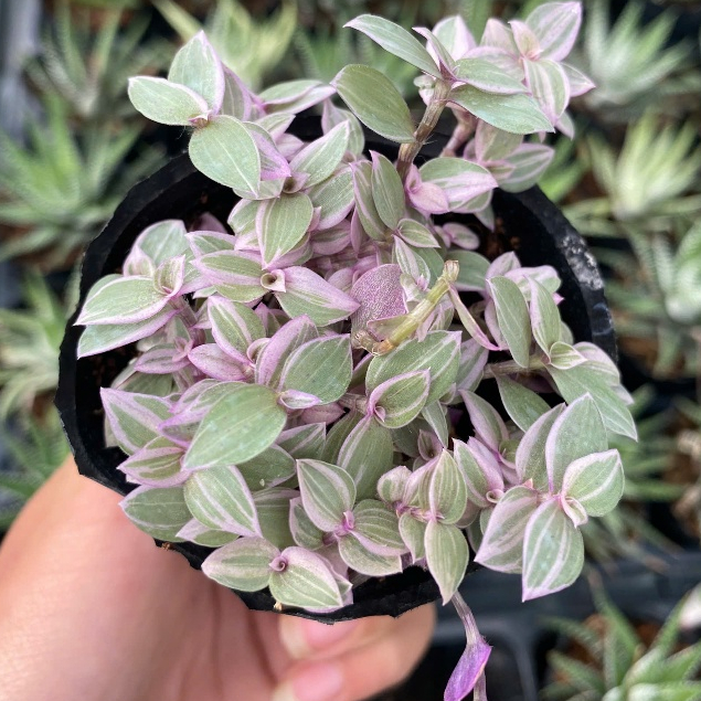 Sen đá pink lady size bầu 5-7cm LINHDAN GARDEN. Lỗi 1 đổi 1!