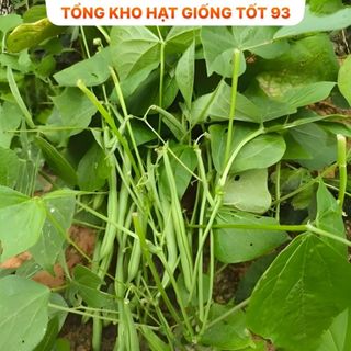 Hạt giống đậu cove leo gói lớn dành cho nhà vườn gói 500gr- 2kg- hàng công ty loại 1