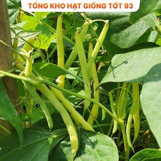Hạt giống đậu cove leo gói lớn dành cho nhà vườn gói 500gr- 2kg- hàng công ty loại 1