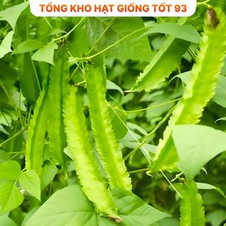 Hạt giống đậu F1 cực dễ trồng năng suất cao - hàng công ty Loại 1