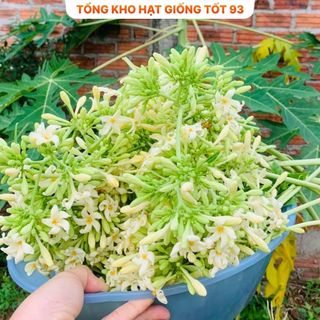 Hạt giống hoa đu đủ đực siêu hoa- hàng công Ty Loại 1