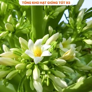 Hạt giống hoa đu đủ đực siêu hoa- hàng công Ty Loại 1