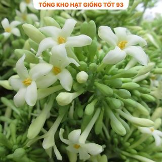 Hạt giống hoa đu đủ đực siêu hoa- hàng công Ty Loại 1