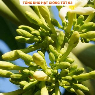 Hạt giống hoa đu đủ đực siêu hoa- hàng công Ty Loại 1