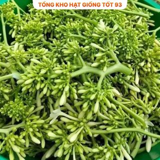 Hạt giống hoa đu đủ đực siêu hoa- hàng công Ty Loại 1