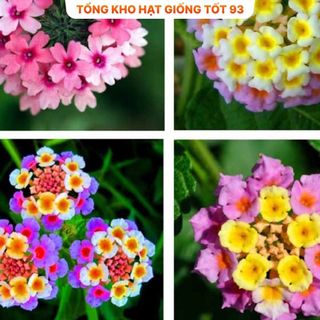 Hạt giống hoa ngũ sắc mix màu - hàng công ty Loại 1