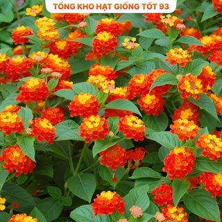 Hạt giống hoa ngũ sắc mix màu - hàng công ty Loại 1