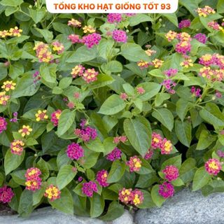 Hạt giống hoa ngũ sắc mix màu - hàng công ty Loại 1