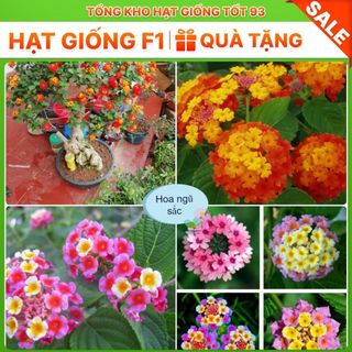 Hạt giống hoa ngũ sắc mix màu - hàng công ty Loại 1