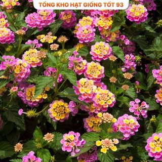 Hạt giống hoa ngũ sắc mix màu - hàng công ty Loại 1