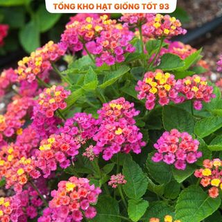Hạt giống hoa ngũ sắc mix màu - hàng công ty Loại 1