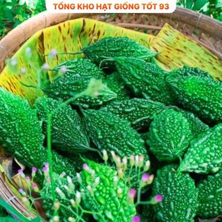 Hạt giống Mướp đắng Rừng hàng - công ty loại 1
