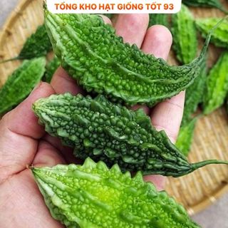 Hạt giống Mướp đắng Rừng hàng - công ty loại 1