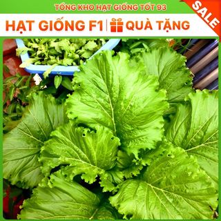 Hạt giống rau cải bẹ mào gà khổng lồ - hàng công ty Loại 1