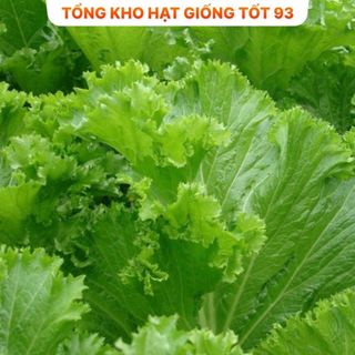 Hạt giống rau cải bẹ mào gà khổng lồ - hàng công ty Loại 1