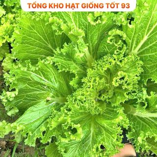 Hạt giống rau cải bẹ mào gà khổng lồ - hàng công ty Loại 1