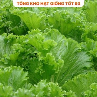 Hạt giống rau cải bẹ mào gà khổng lồ - hàng công ty Loại 1