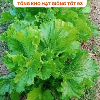 Hạt giống rau cải bẹ mào gà khổng lồ - hàng công ty Loại 1