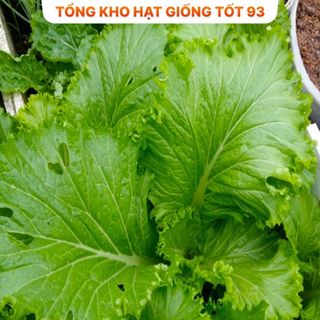 Hạt giống rau cải bẹ mào gà khổng lồ - hàng công ty Loại 1
