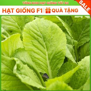 Hạt giống rau Cải bẹ vàng gói 20gram - hàng công ty Loại 1