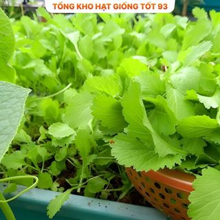 Hạt giống cải mèo ăn ngon hàng công ty Loại 1