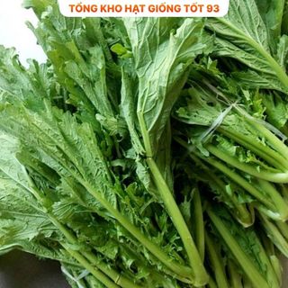 Hạt giống cải mèo ăn ngon hàng công ty Loại 1