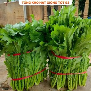 Hạt giống cải mèo ăn ngon hàng công ty Loại 1