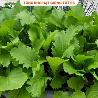 Hạt giống cải mèo ăn ngon hàng công ty Loại 1