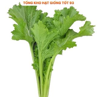 Hạt giống cải mèo ăn ngon hàng công ty Loại 1