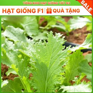 Hạt giống cải mèo ăn ngon hàng công ty Loại 1