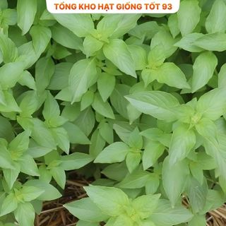 Hạt giống rau É Trắng- Hàng công ty Loại 1