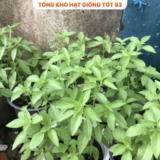 Hạt giống rau É Trắng- Hàng công ty Loại 1