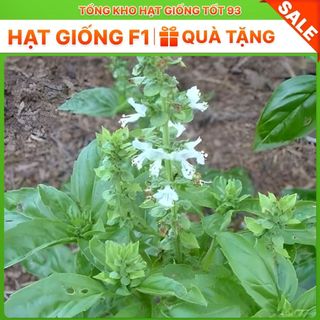 Hạt giống rau É Trắng- Hàng công ty Loại 1