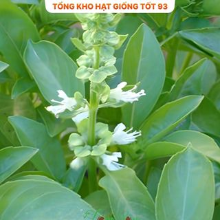 Hạt giống rau É Trắng- Hàng công ty Loại 1