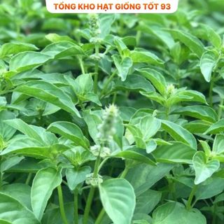 Hạt giống rau É Trắng- Hàng công ty Loại 1