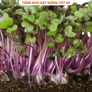 Hạt giống Rau Mầm Củ Cải gói 50gram- hàng công ty Loại 1
