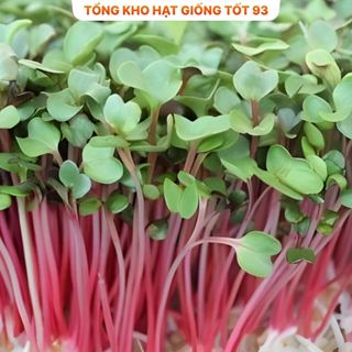 Hạt giống Rau Mầm Củ Cải gói 50gram- hàng công ty Loại 1