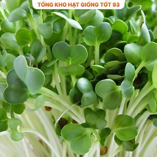 Hạt giống Rau Mầm Củ Cải gói 50gram- hàng công ty Loại 1