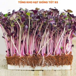 Hạt giống Rau Mầm Củ Cải gói 50gram- hàng công ty Loại 1