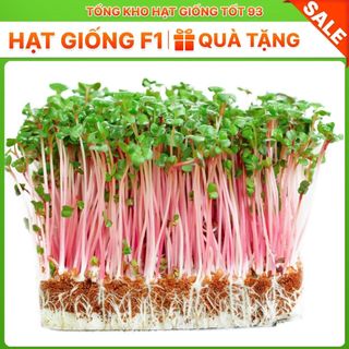 Hạt giống Rau Mầm Củ Cải gói 50gram- hàng công ty Loại 1