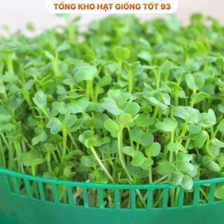 Hạt giống rau mầm củ cải trắng ăn ngon gói 20gr hàng công Ty , Loại 1
